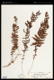 Hymenophyllum sieberi Bosch