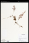 Hymenophyllum