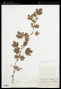 Ribes oxyacanthoides subsp. oxyacanthoides