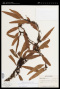 Pleopeltis fructuosa (Maxon & Weath.) Lellinger