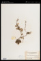 Lemmaphyllum microphyllum C.Presl