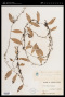 Lemmaphyllum subrostratum Ching