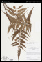 Pteris muricella Fée