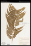 Pteris muricatopedata Arbeláez