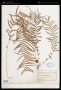 Pteris longifolia L.