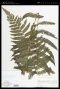 Thelypteris pilosula (Klotzsch & H.Karst. ex Mett.) R.M.Tryon