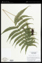 Thelypteris resiliens (Maxon) A.R.Sm.