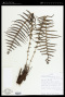 Thelypteris amphioxypteris (Sodiro) A.R.Sm.