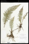 Thelypteris resinifera (Desv.) Proctor