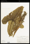 Anthurium lancea Sodiro