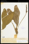 Anthurium libanoense Croat