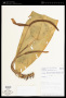 Anthurium membranaceum Sodiro