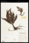 Trichomanes javanicum Blume