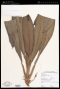 Stenospermation steyermarkii G.S.Bunting