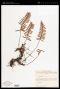 Pleopeltis madrensis (J.Sm.) A.R.Sm. & Tejero