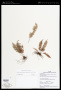 Lellingeria apiculata (Kunze ex Klotzsch) A.R.Sm. & R.C.Moran