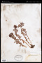 Sedum rosea (L.) Scop.