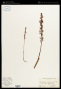 Corallorhiza mertensiana Bong.