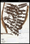 Cyathea reginae (P.G.Windisch) A.R.Sm.