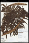 Cyathea reginae (P.G.Windisch) A.R.Sm.