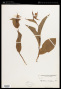 Cypripedium cordigerum D.Don