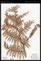 Cyathea hornei (Baker) Copel.
