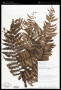 Alsophila erinacea (H.Karst.) D.S.Conant