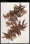Alsophila spinulosa (Wall. ex Hook.) R.M.Tryon