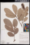 Cupania cinerea Poepp.