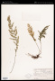 Asplenium myriophyllum C.Presl