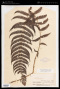 Thelypteris sprengelii Proctor