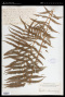 Thelypteris sprengelii Proctor