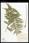 Asplenium achilleifolium (Lam.) C.Chr.