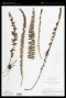 Asplenium polyphyllum Bertol.