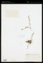 Dudleya attenuata subsp. orcutii