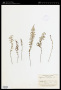 Asplenium cladolepton Fée