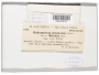 Cladosporium gramineum (Pers.) Link