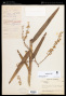 Epidendrum lanipes Lindl.