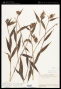 Elleanthus furfuraceus (Lindl.) Rchb.f.