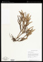 Epidendrum ramosum Jacq.