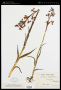 Anacamptis laxiflora (Lam.) R.M.Bateman, Pridgeon & M.W.Chase