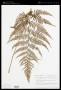 Thelypteris torresiana (Gaudich.) Alston