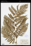 Athyrium filix-femina (L.) Roth