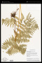 Hypolepis punctata (Thunb.) Mett.