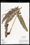 Lindsaea lancea (L.) Bedd.