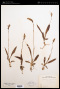 Spiranthes lucida (H.H.Eaton) Ames