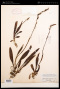 Spiranthes lucida (H.H.Eaton) Ames