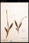 Spiranthes lucida (H.H.Eaton) Ames