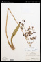 Trichocentrum microchilum (Bateman ex Lindl.) M.W.Chase & N.H.Williams