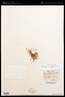 Trichosalpinx cedralensis (Ames) Luer